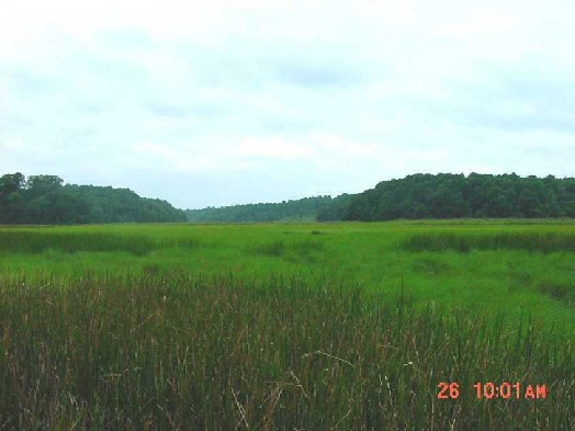 Fishing creek marsh