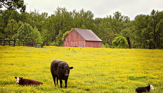 cows in a field