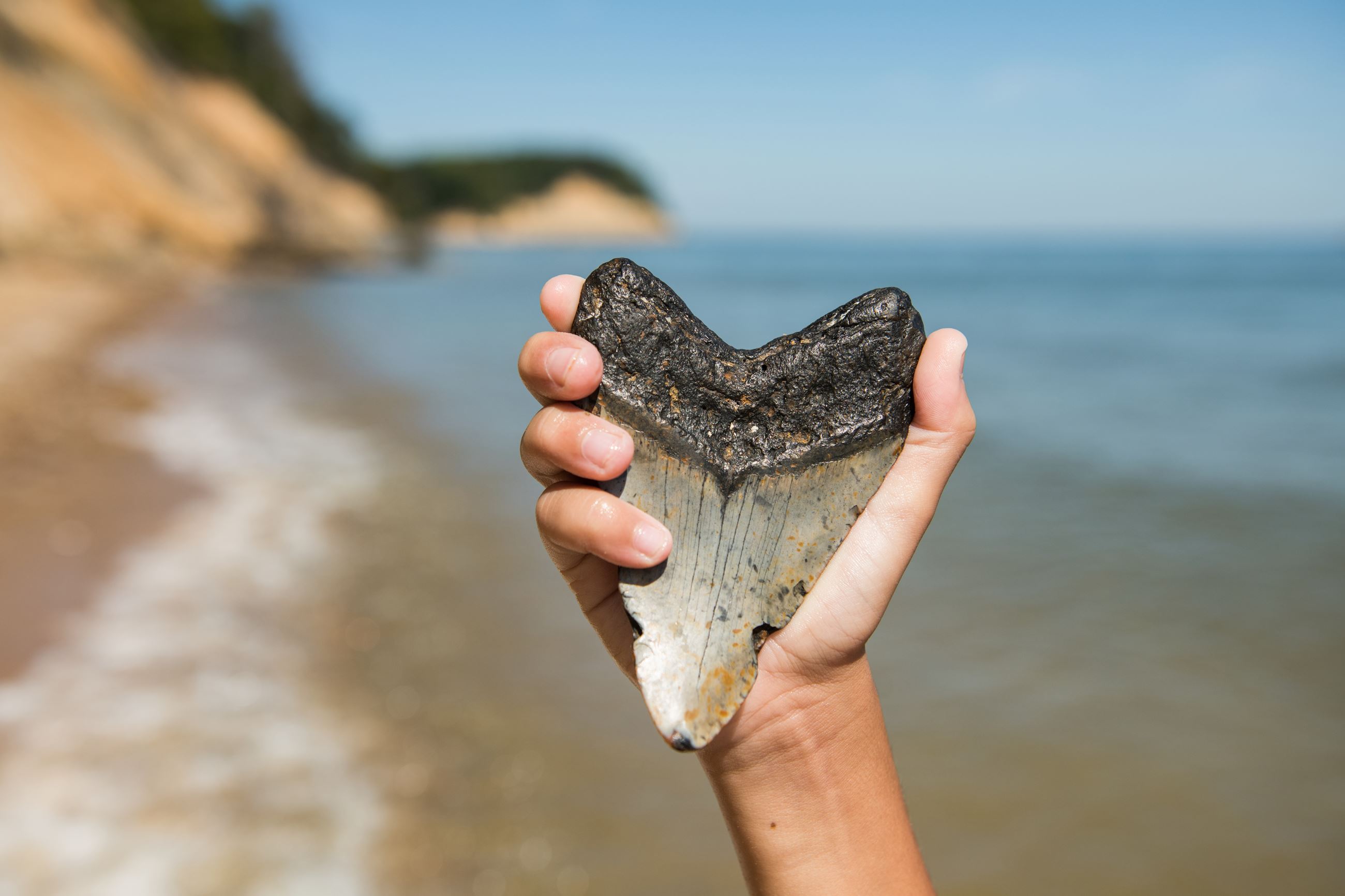 Hand with a large shark tooth at Calvert Cliffs