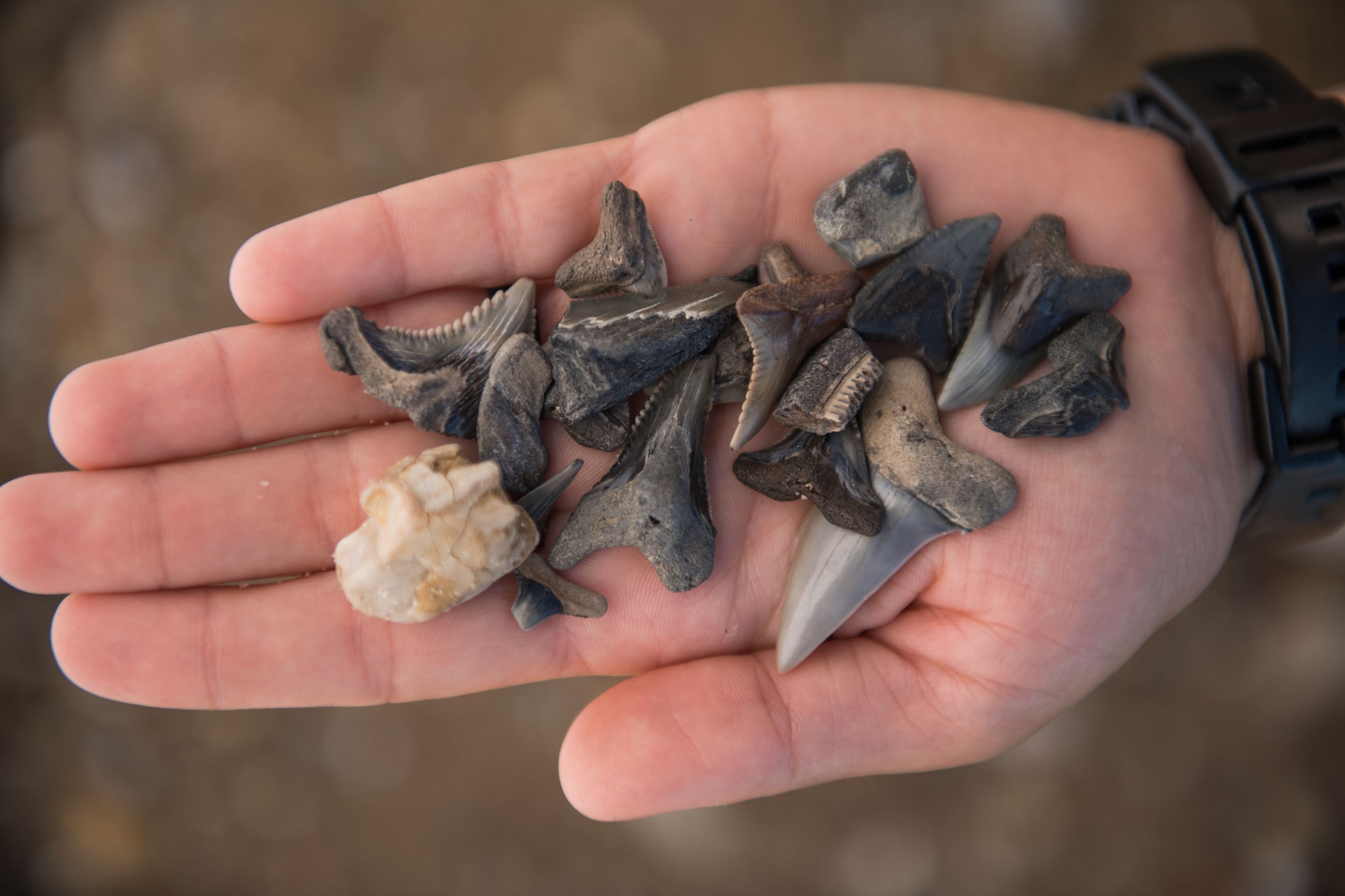 Sharks teeth in a persons hand