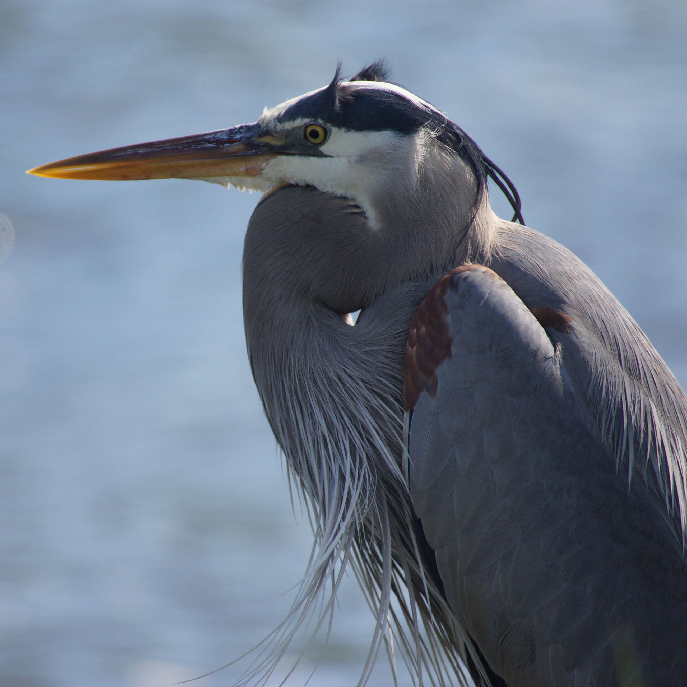 Great Blue Heron