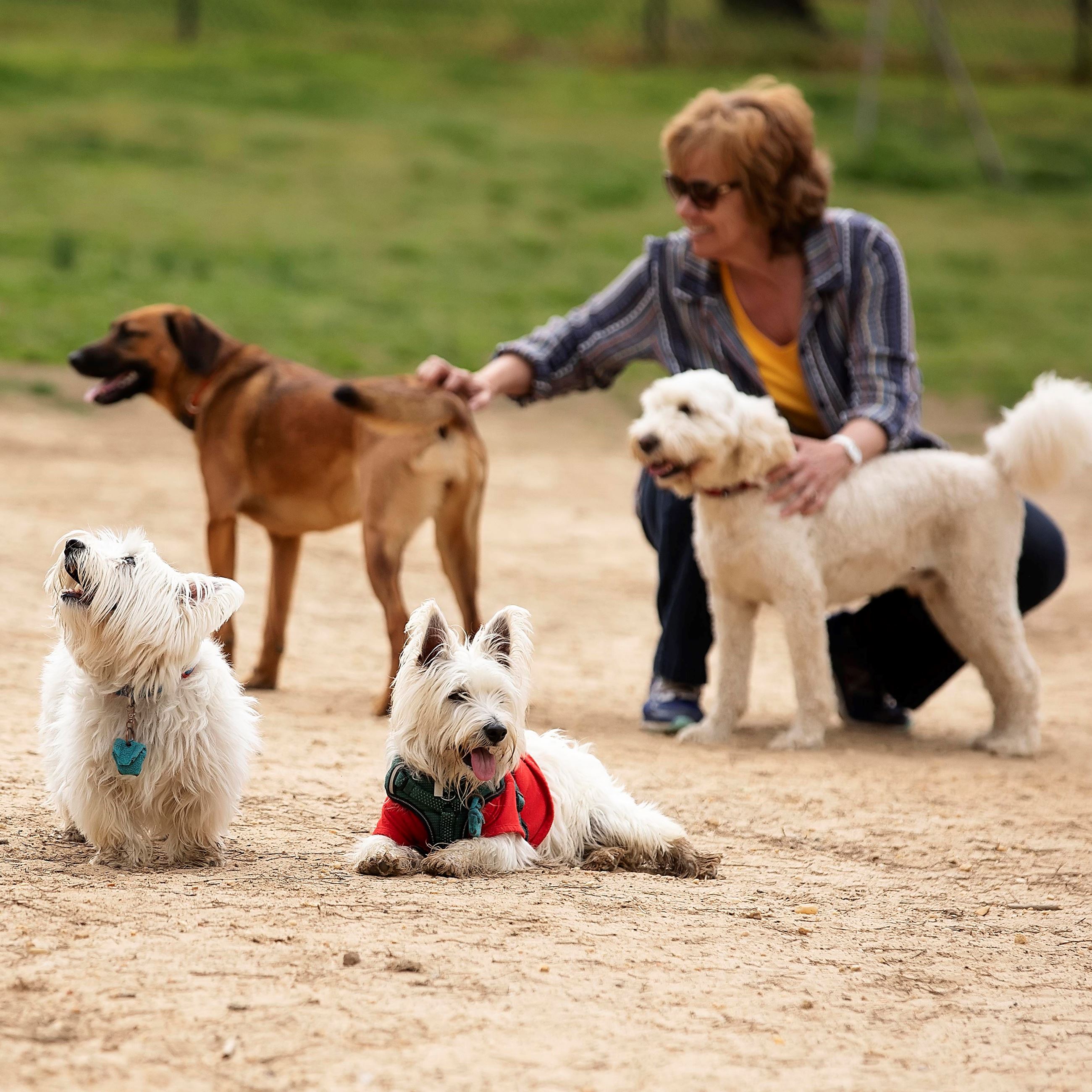 Woman squats down surrounded by four dogs
