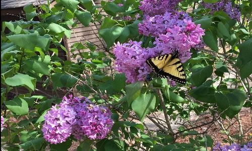 Monarch Butterfly on lilac bush